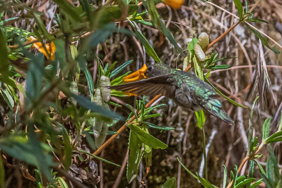 Anna's Hummingbird - ML658530228