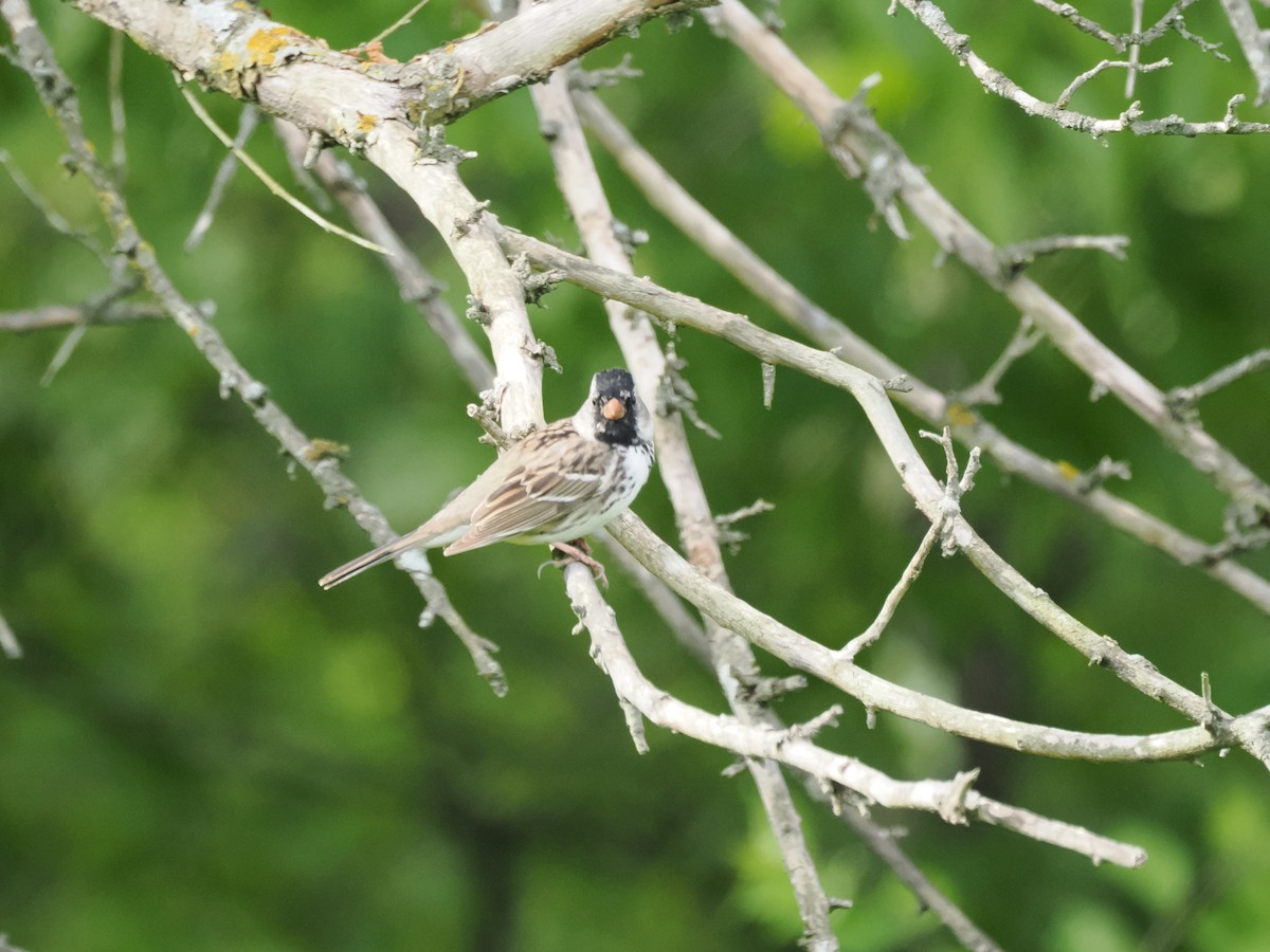 Harris's Sparrow - ML658530229