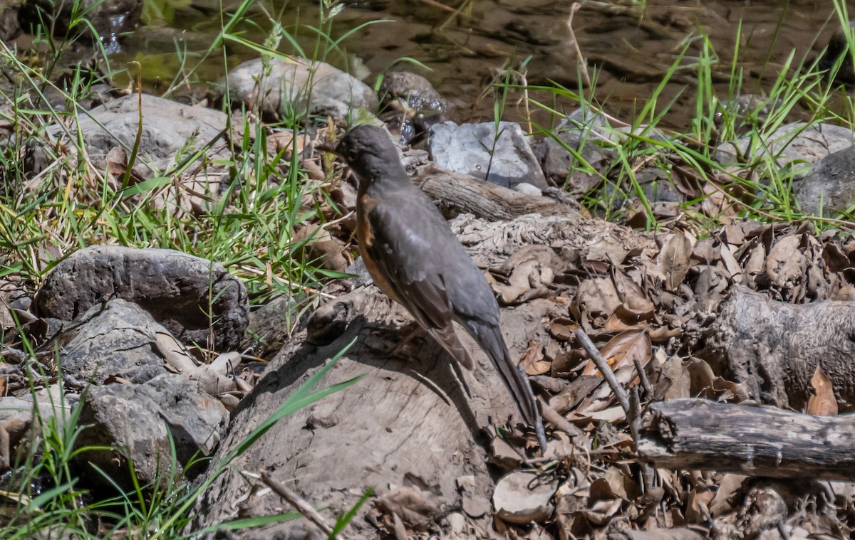 American Robin - ML658530283