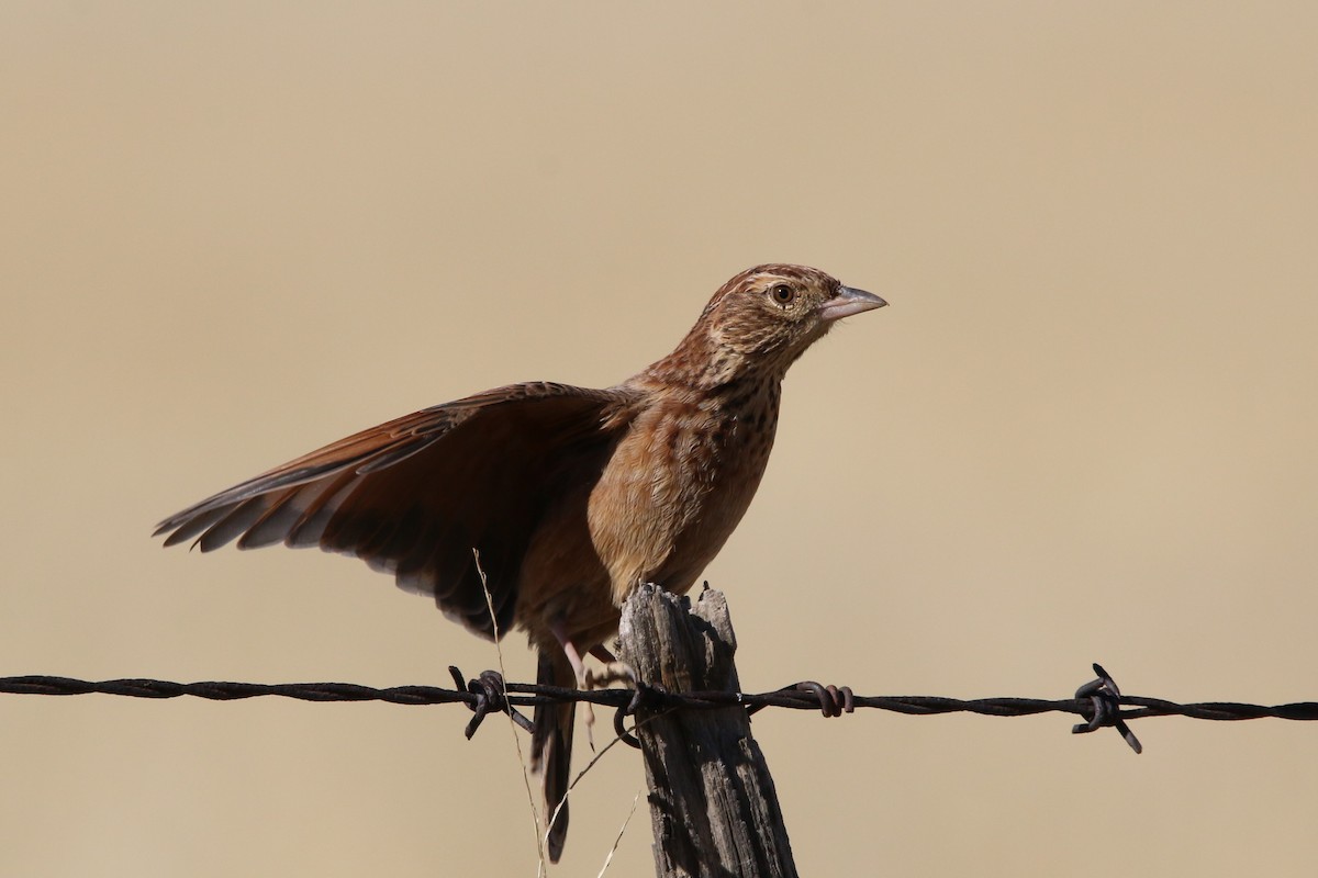 Eastern Clapper Lark - ML65853071