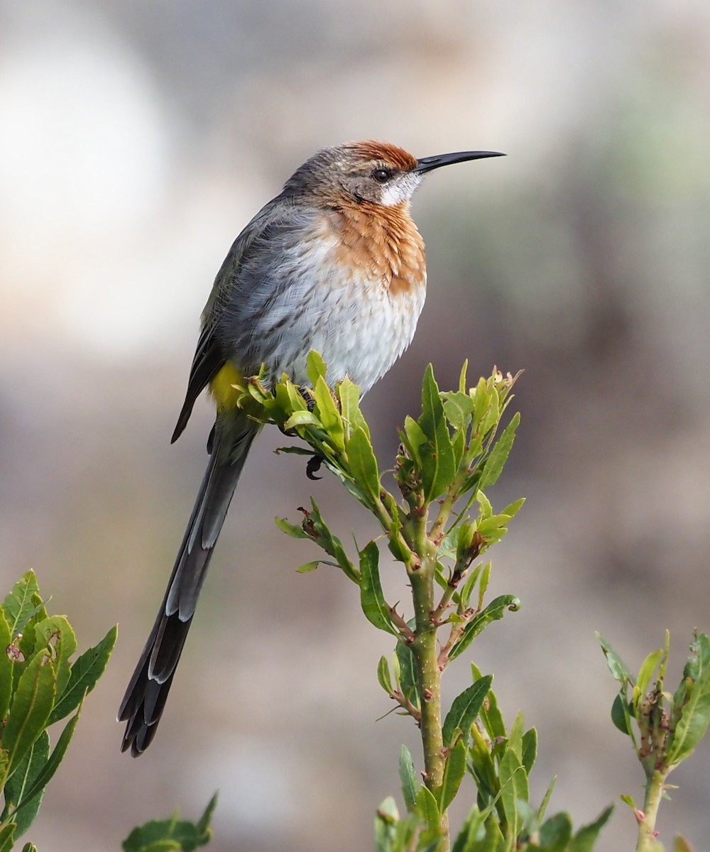 Gurney's Sugarbird - ML658531090