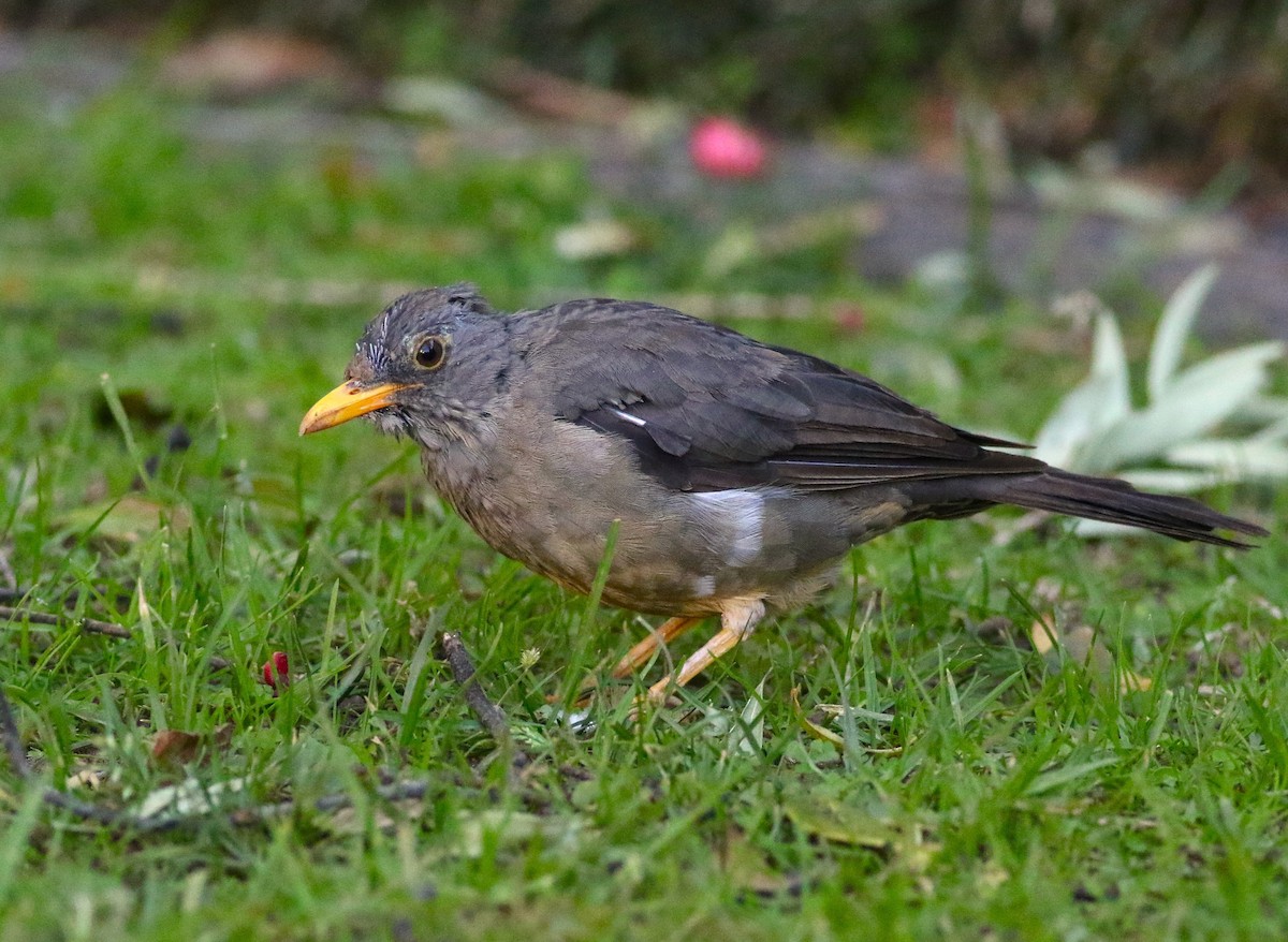 Karoo Thrush - ML658532391