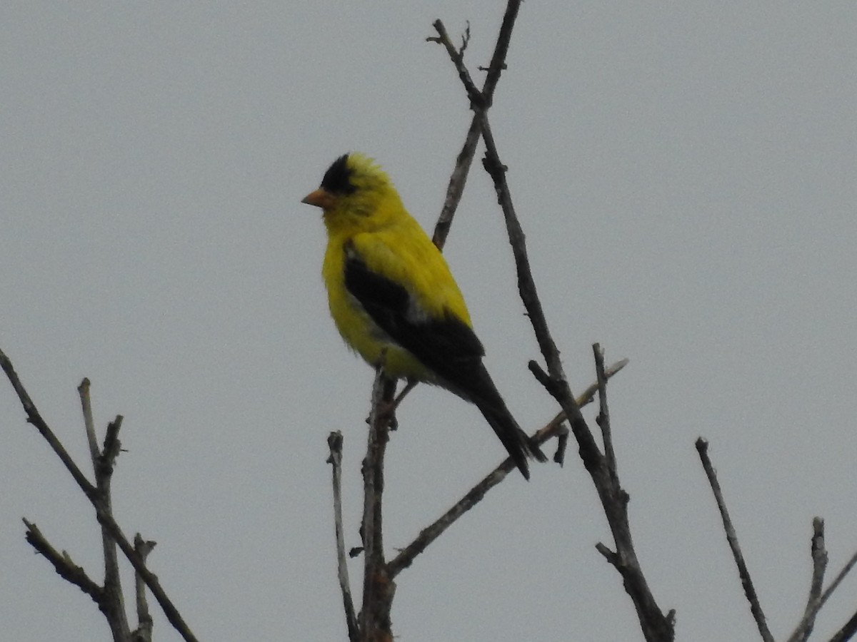 American Goldfinch - ML65853271