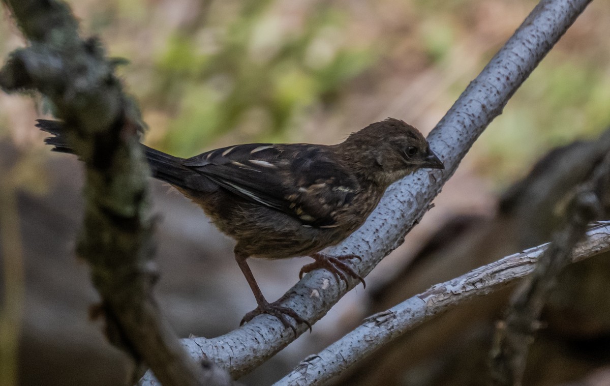 Spotted Towhee - ML658532774