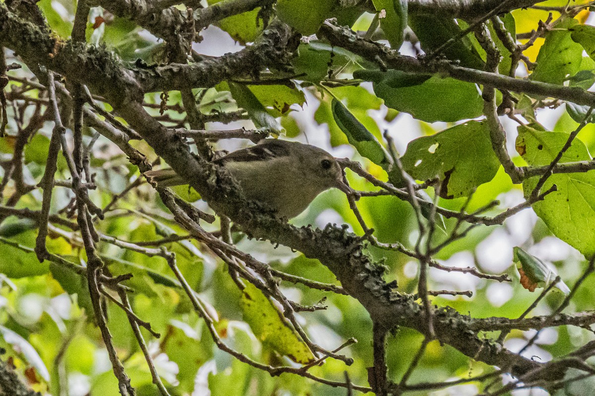 Hutton's Vireo - ML658532824