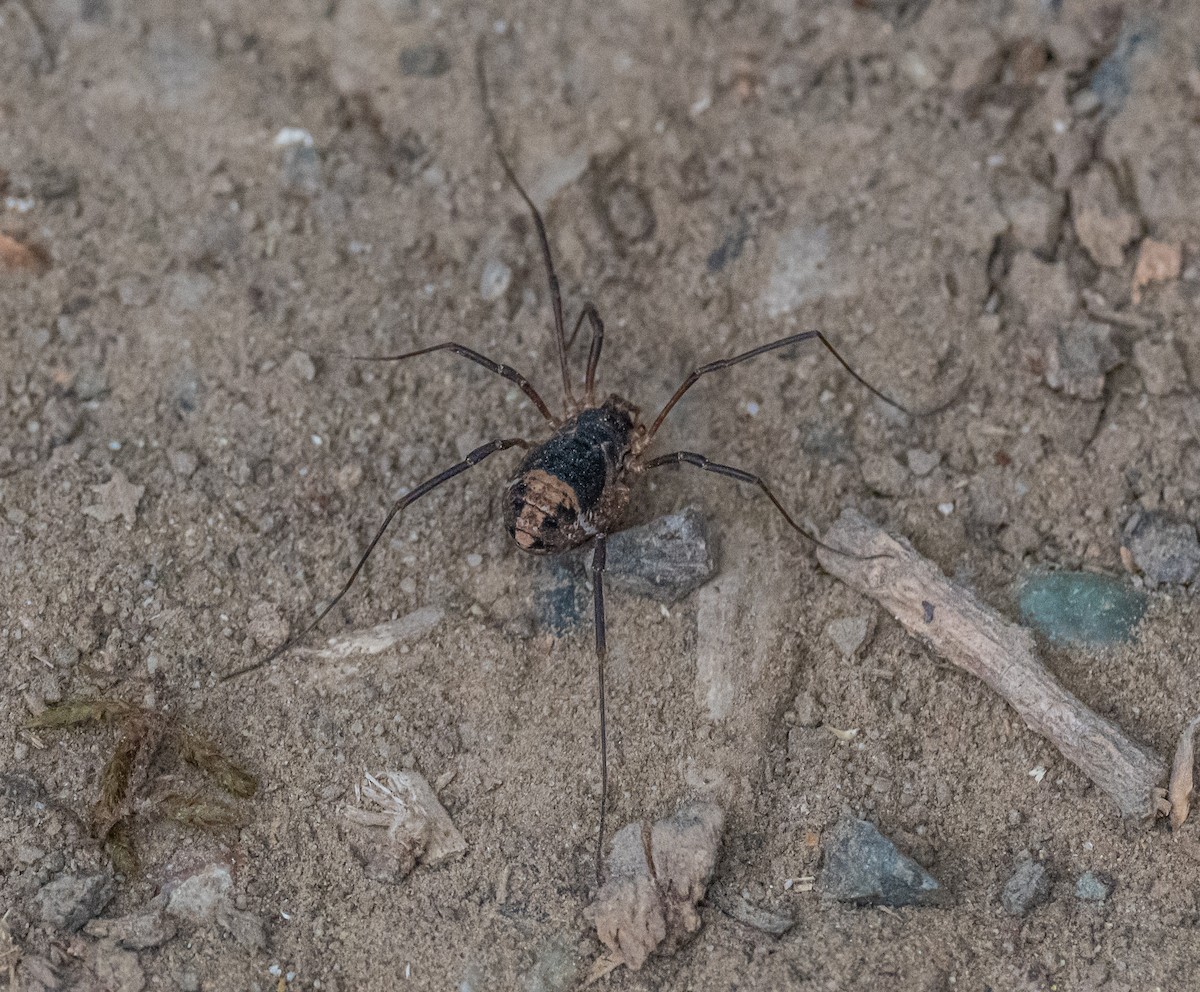 Protolophid Harvestmen - ML658532859
