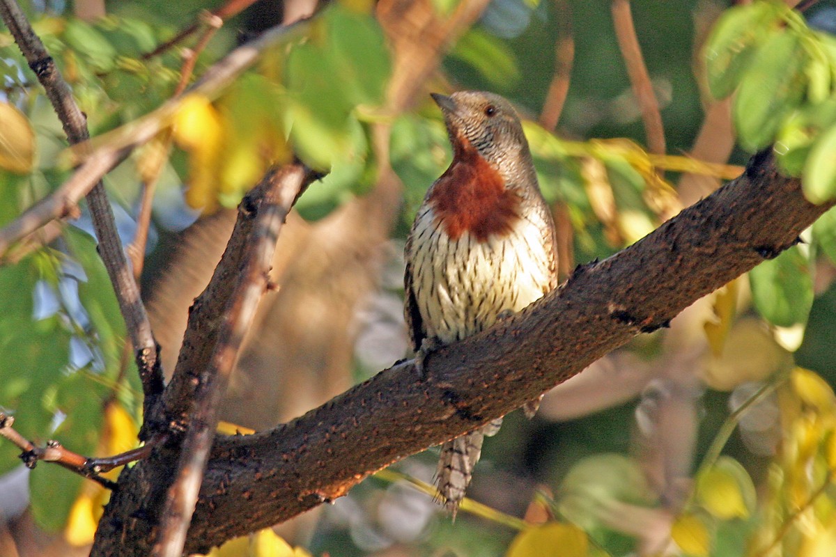 Red-throated Wryneck - ML658532910