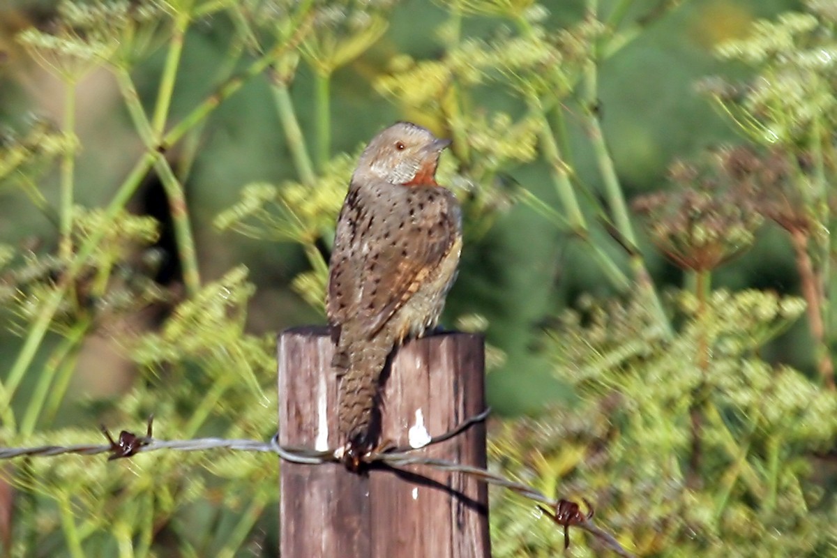Red-throated Wryneck - ML658532915