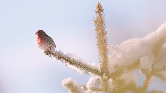 House Finch - ML658536824