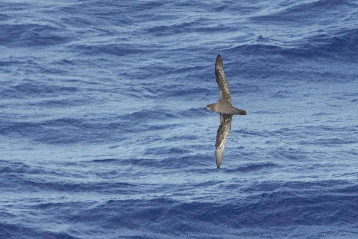 Henderson Petrel - ML658536877