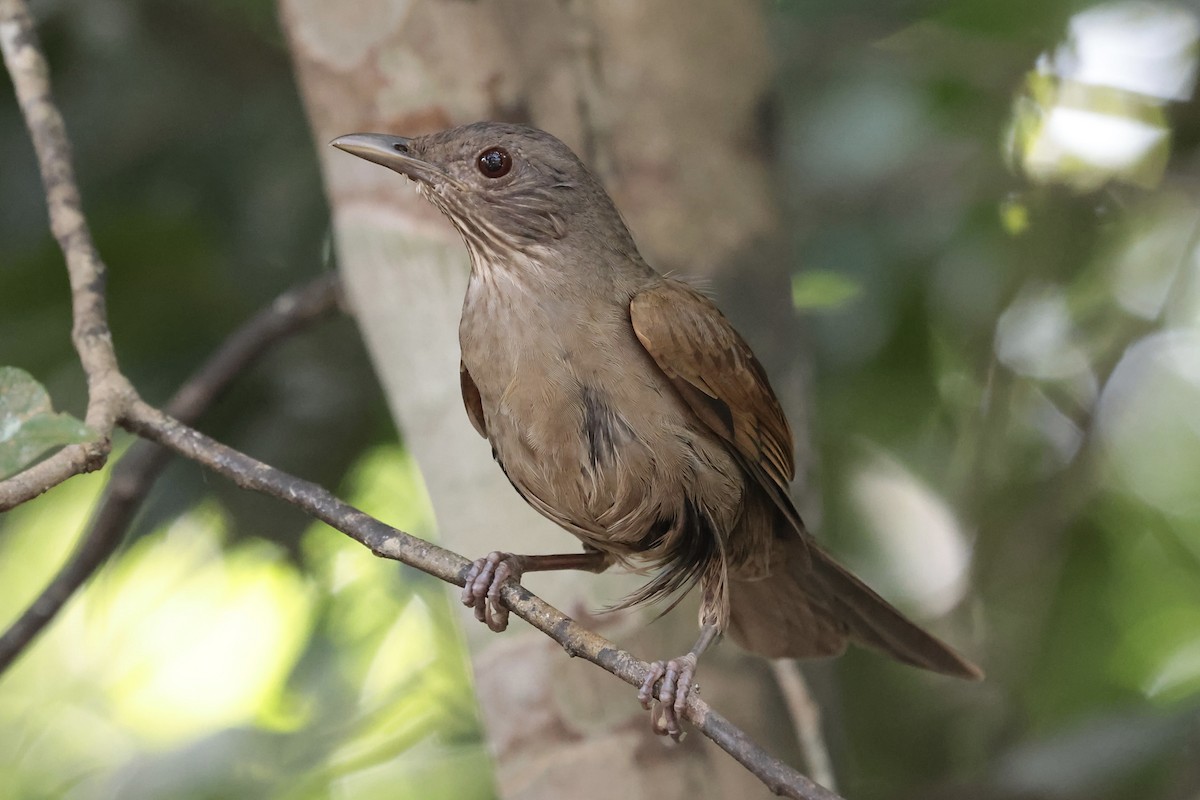Pale-breasted Thrush - ML658537544