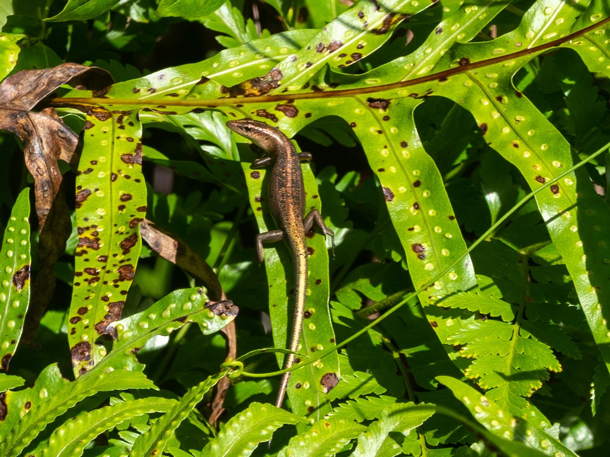 Emo Skinks - ML658537572
