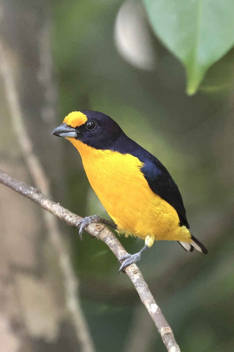 Violaceous Euphonia - ML658537592