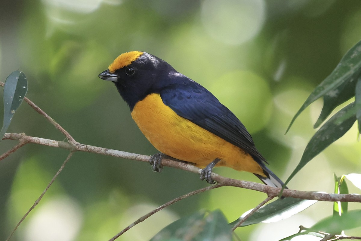 Orange-bellied Euphonia - ML658537636