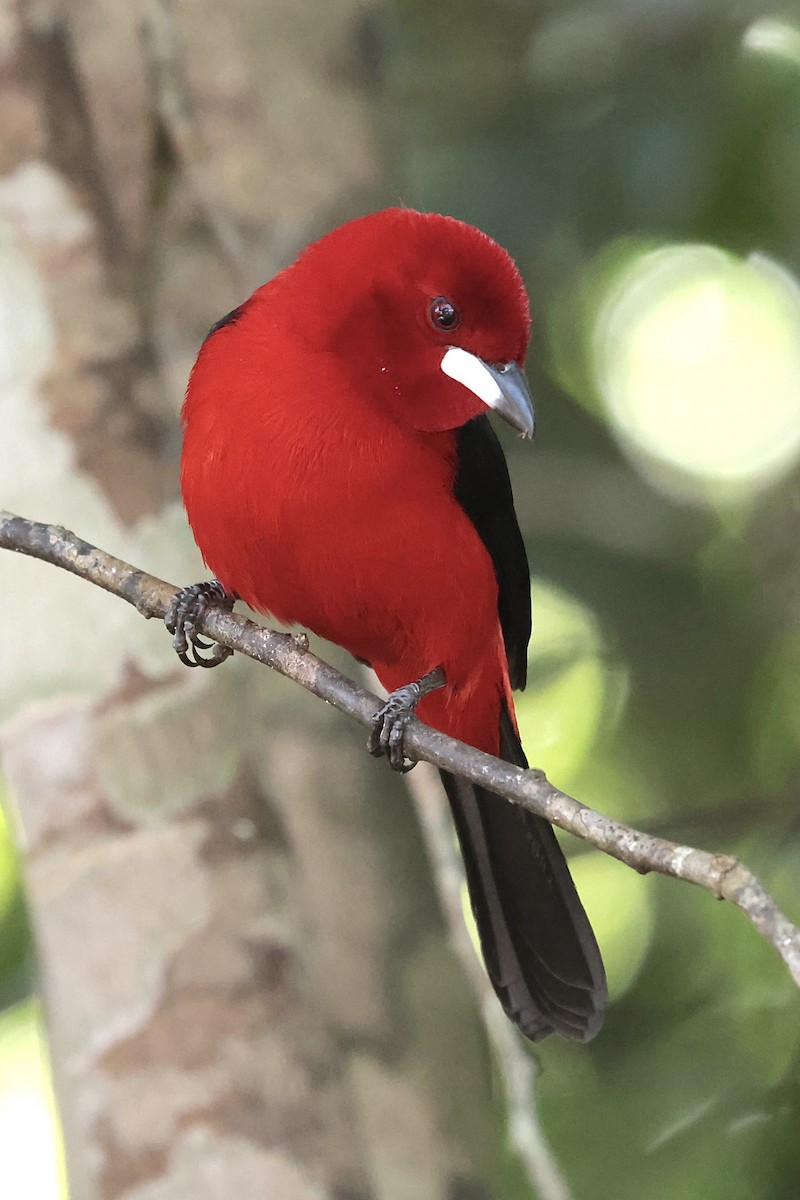 Brazilian Tanager - ML658537682