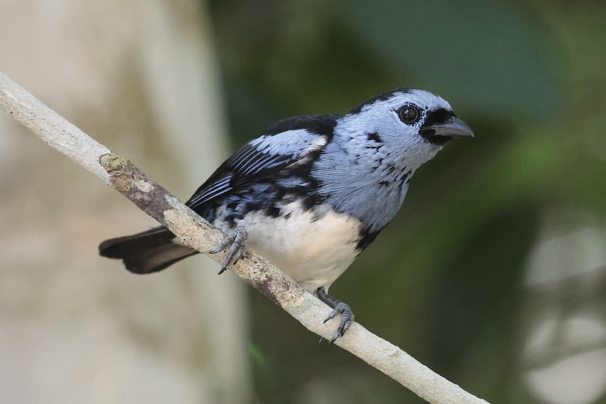 White-bellied Tanager - ML658537769