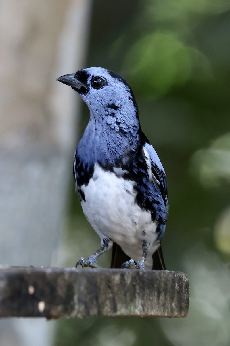 White-bellied Tanager - ML658537770