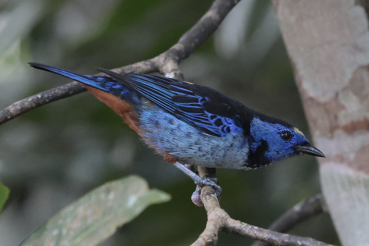 Opal-rumped Tanager (Silver-breasted) - ML658537829
