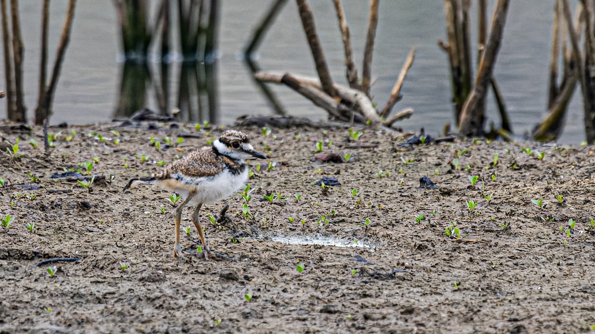 Killdeer - ML658537859