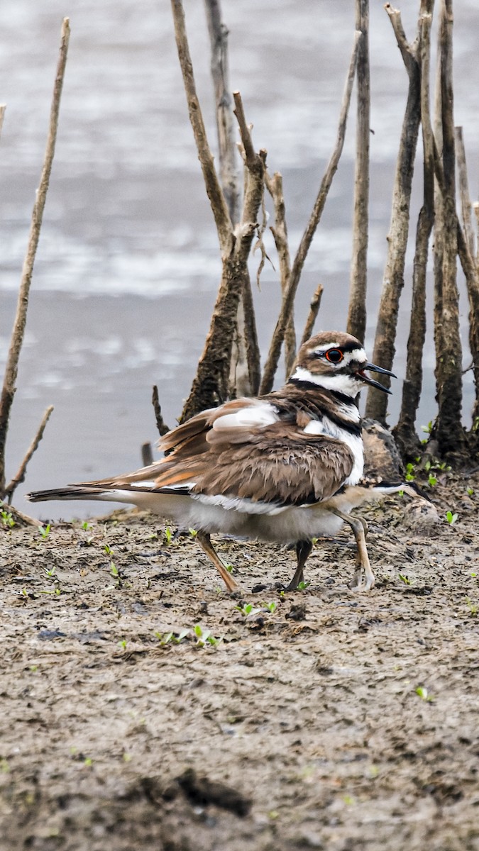Killdeer - ML658537860