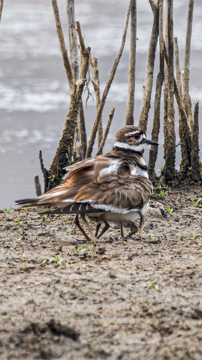 Killdeer - ML658537861