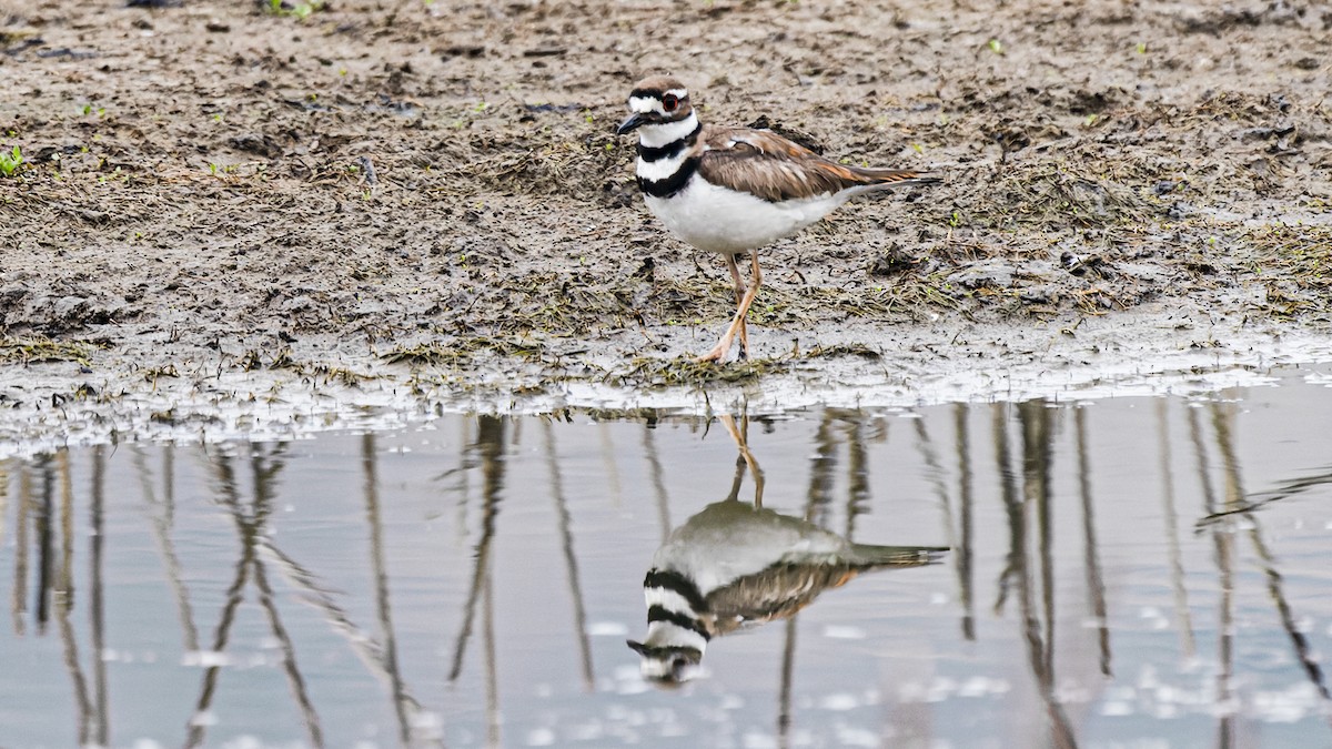 Killdeer - ML658537862