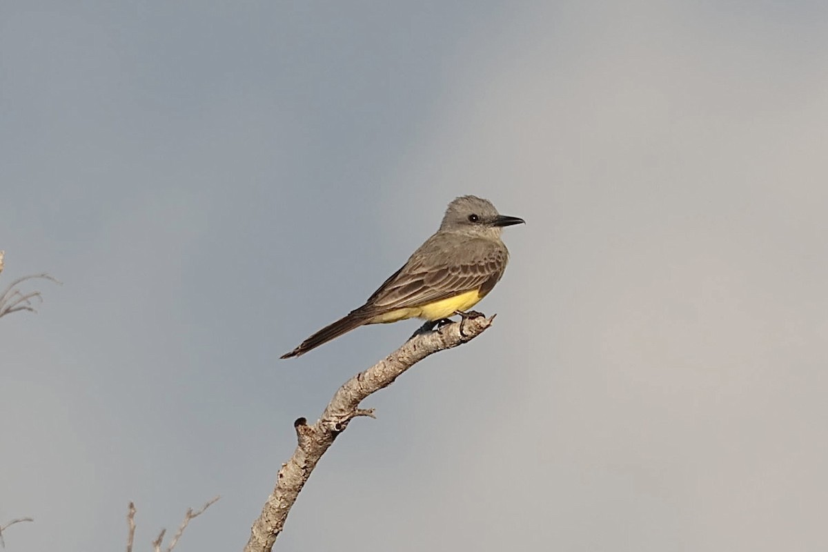 Tropical Kingbird (South American) - ML658538237
