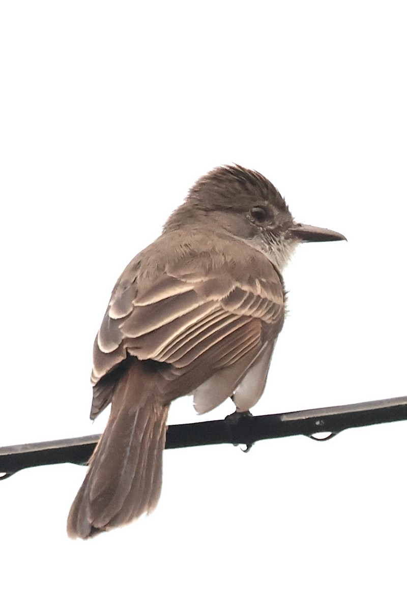 Short-crested Flycatcher - ML658538540