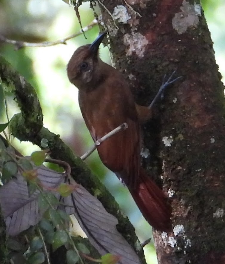 Plain-brown Woodcreeper (Plain-brown) - ML658539918
