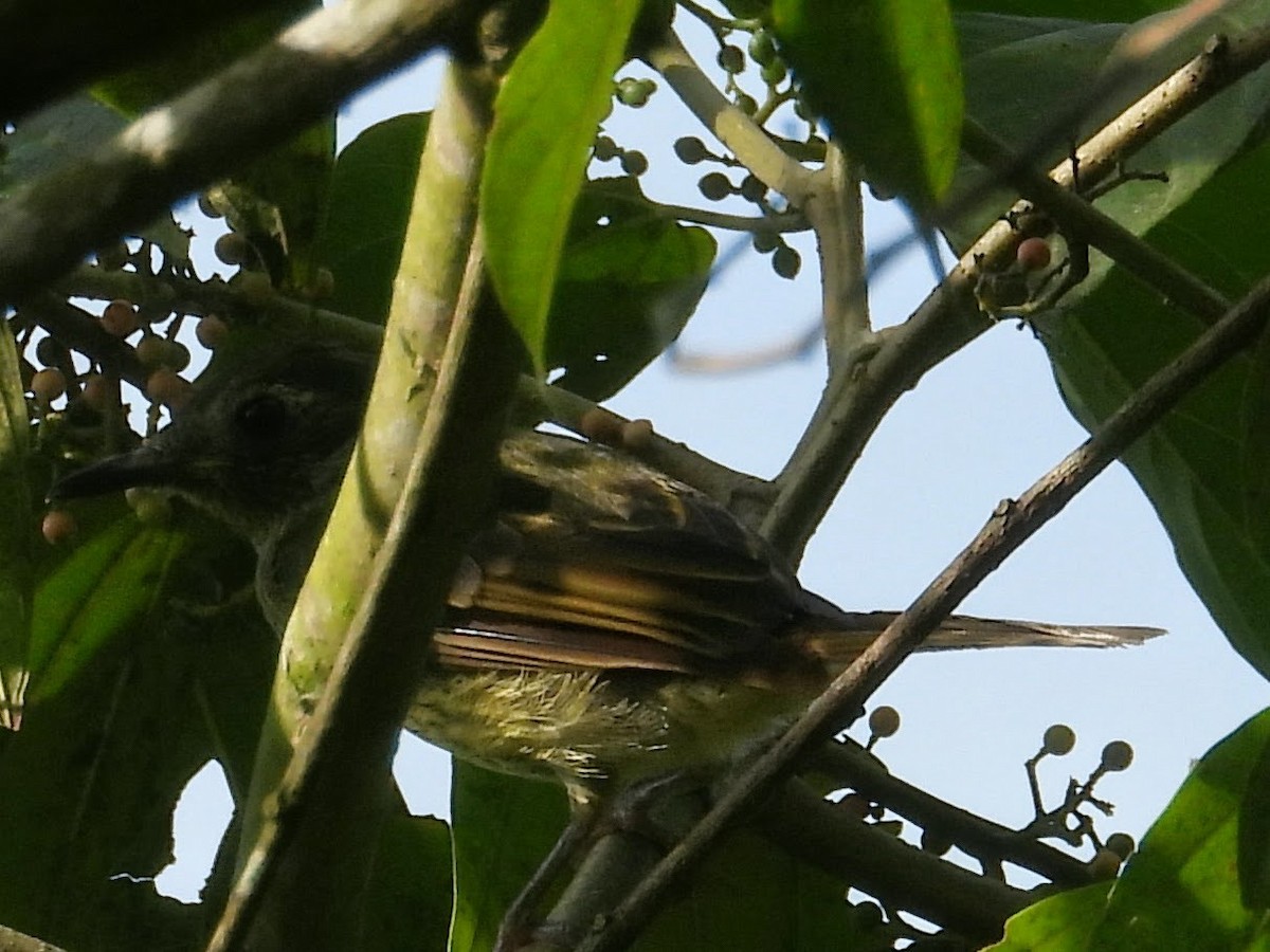 Russet Antshrike - ML658540963