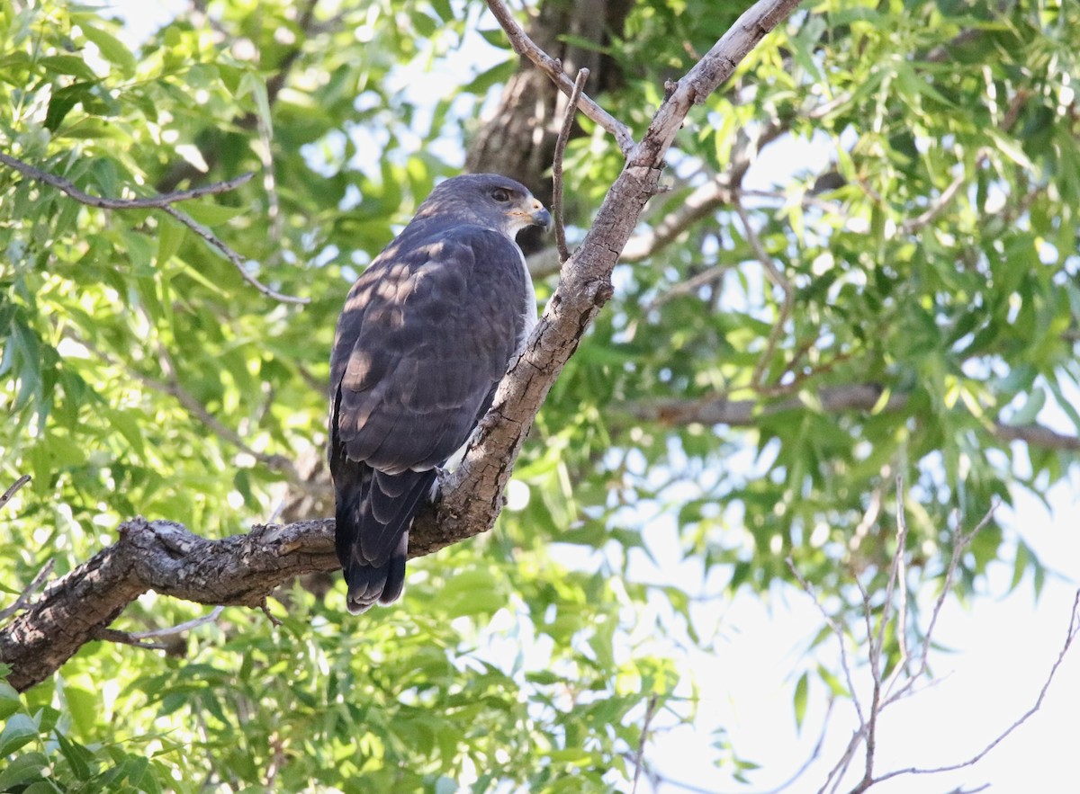 Short-tailed Hawk - ML658541248