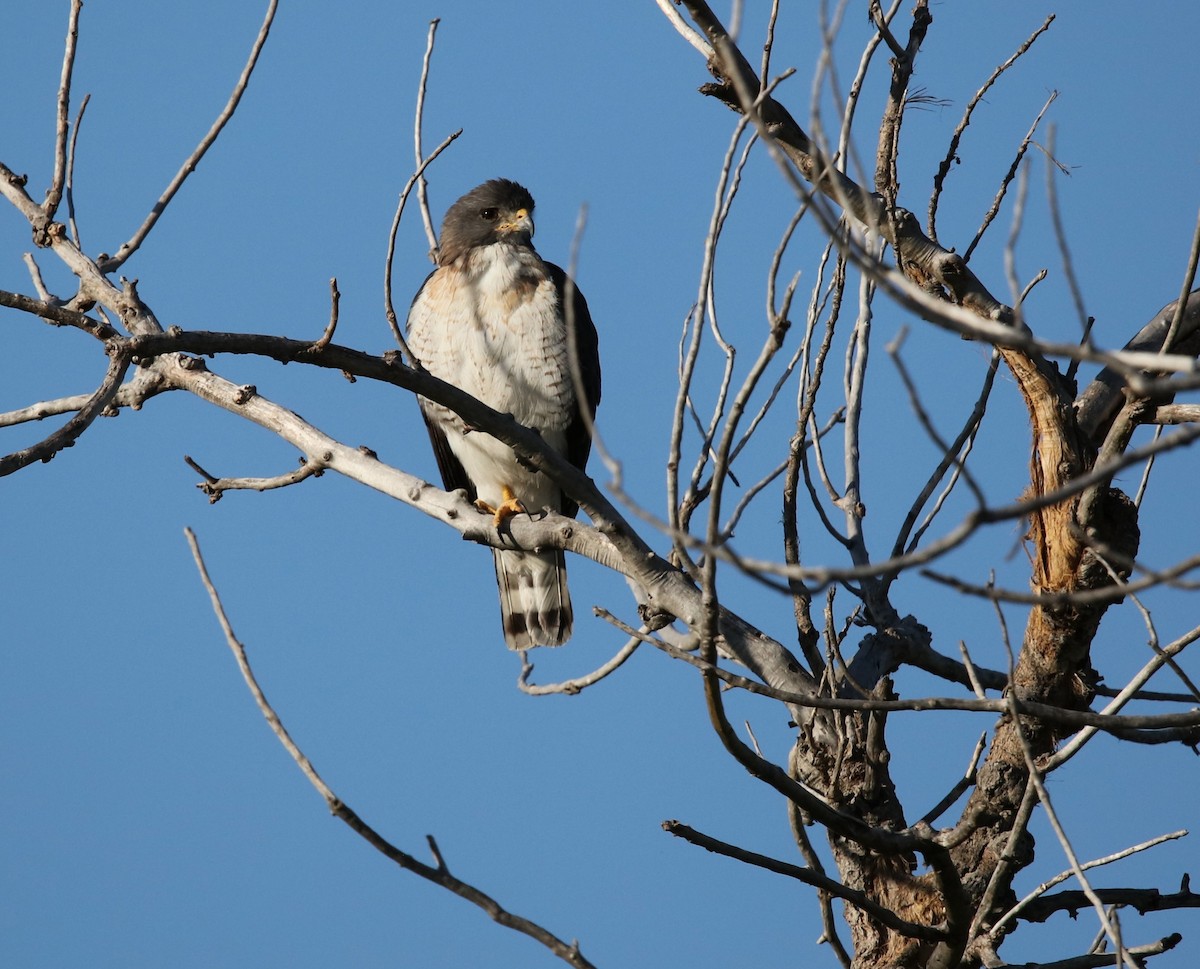Short-tailed Hawk - ML658541384