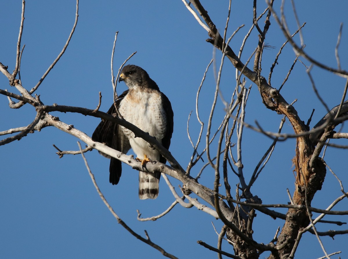 Short-tailed Hawk - ML658541438
