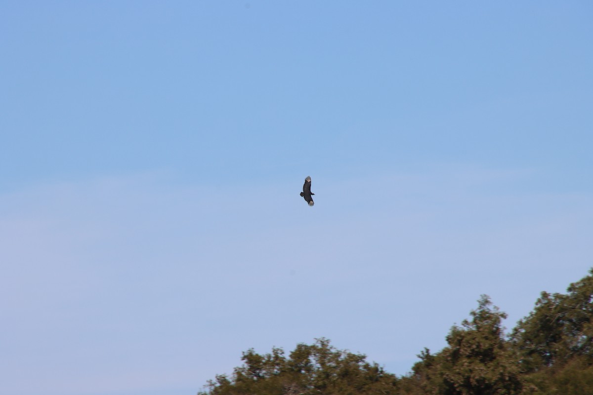 Black Vulture - ML658541994