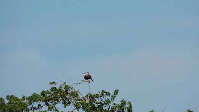 Crested Caracara (Northern) - ML658542012