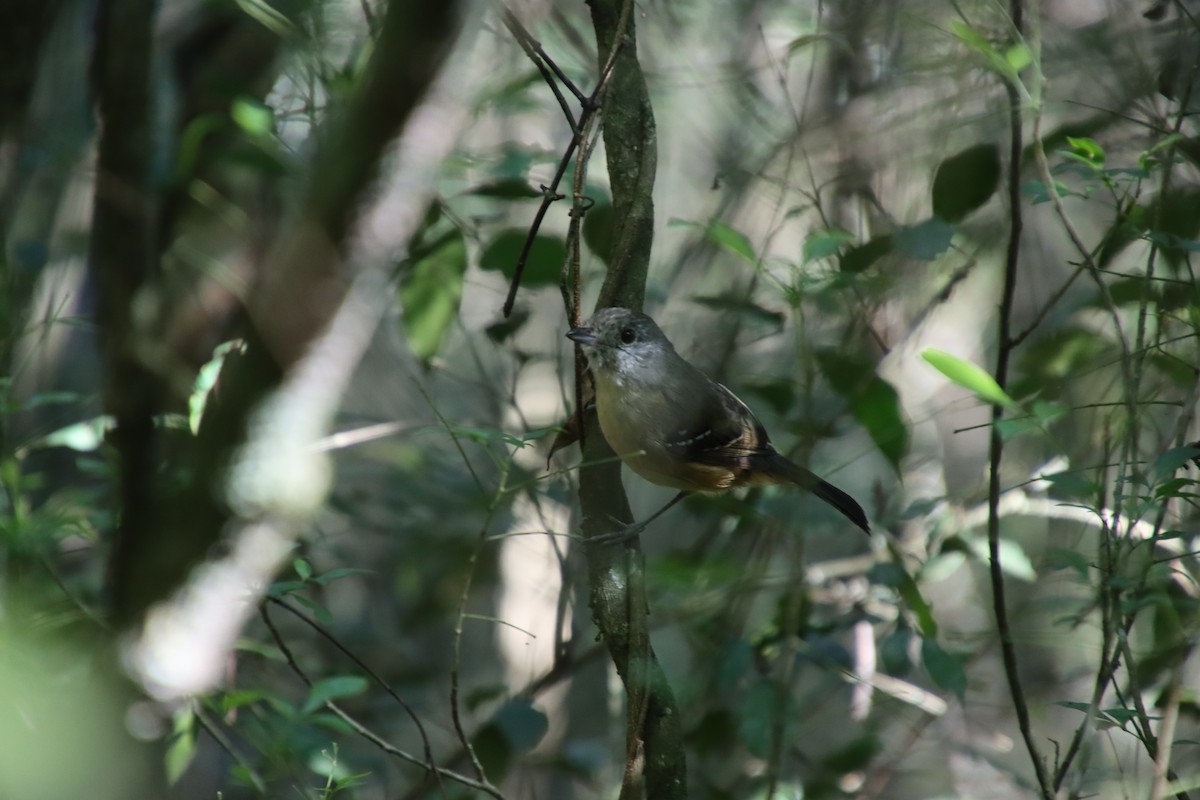 Variable Antshrike - ML658542397