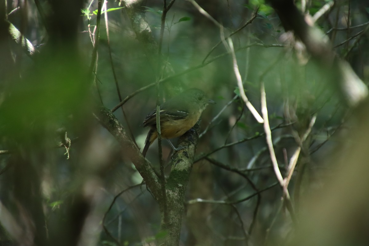 Variable Antshrike - ML658542398
