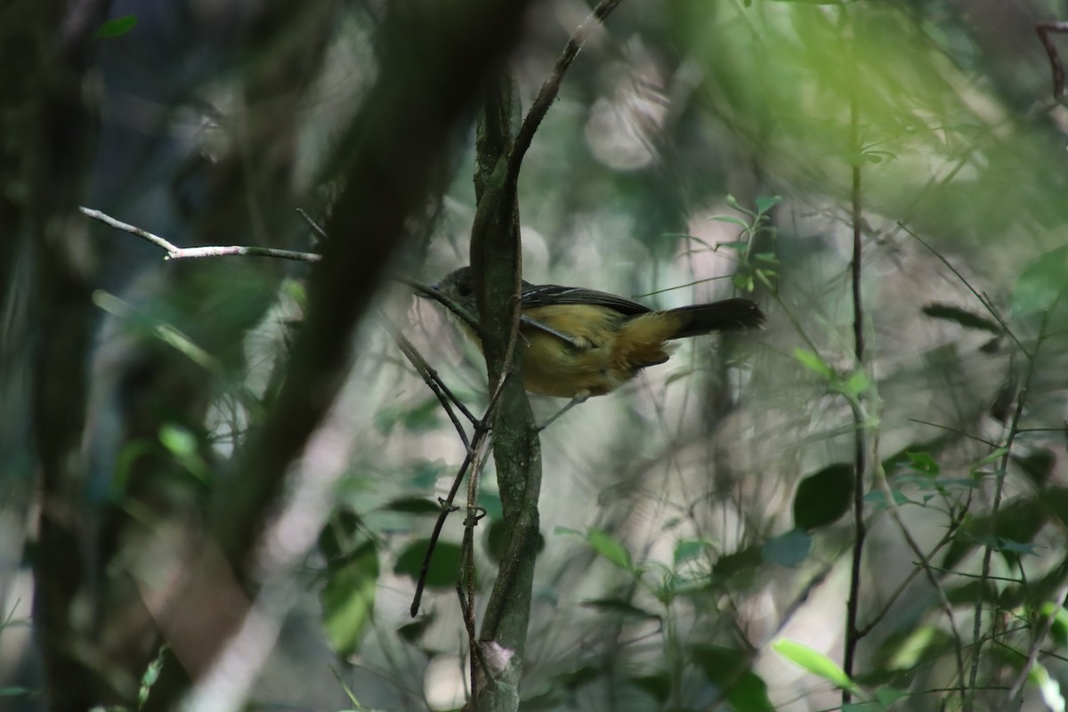 Variable Antshrike - ML658542399