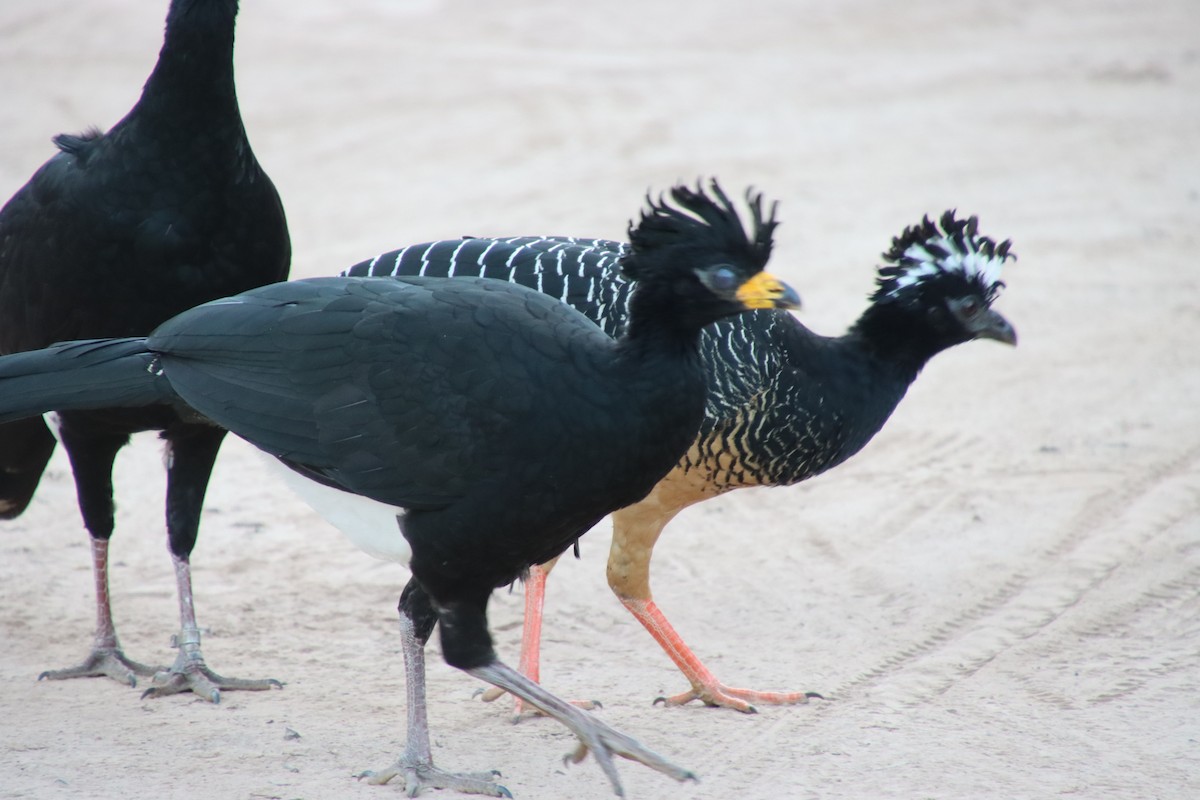 Bare-faced Curassow - ML658543289
