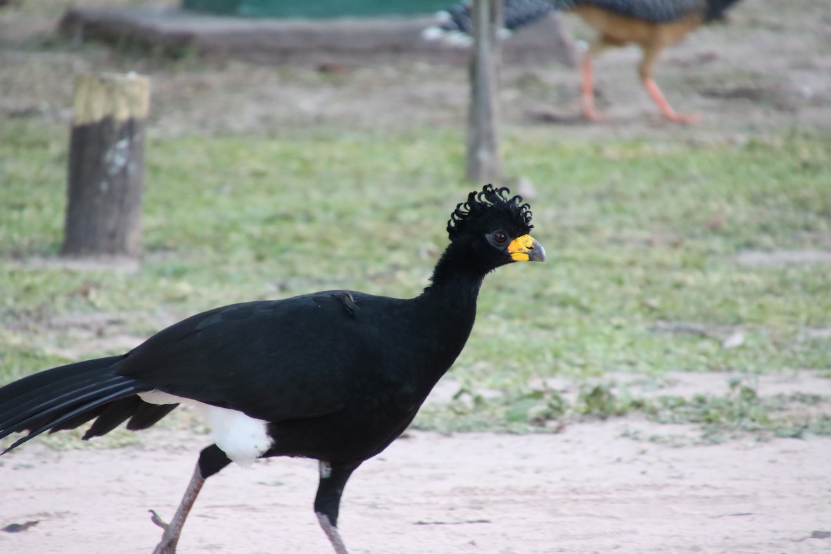 Bare-faced Curassow - ML658543290