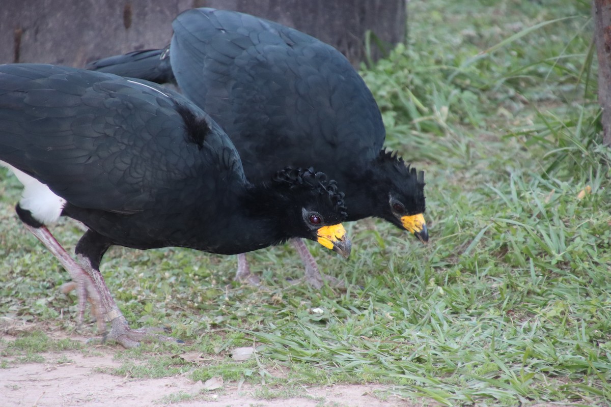 Bare-faced Curassow - ML658543292