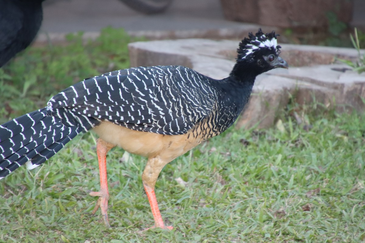 Bare-faced Curassow - ML658543293