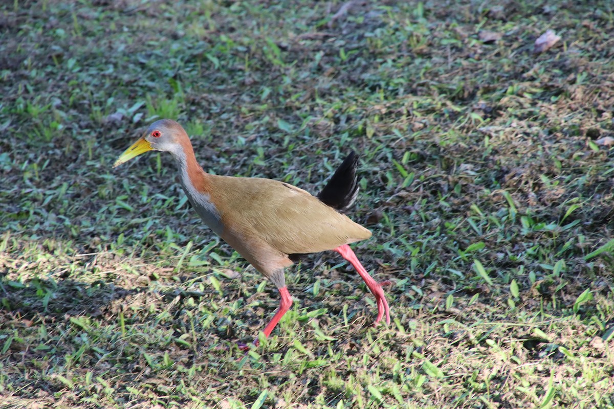 Giant Wood-Rail - ML658543300