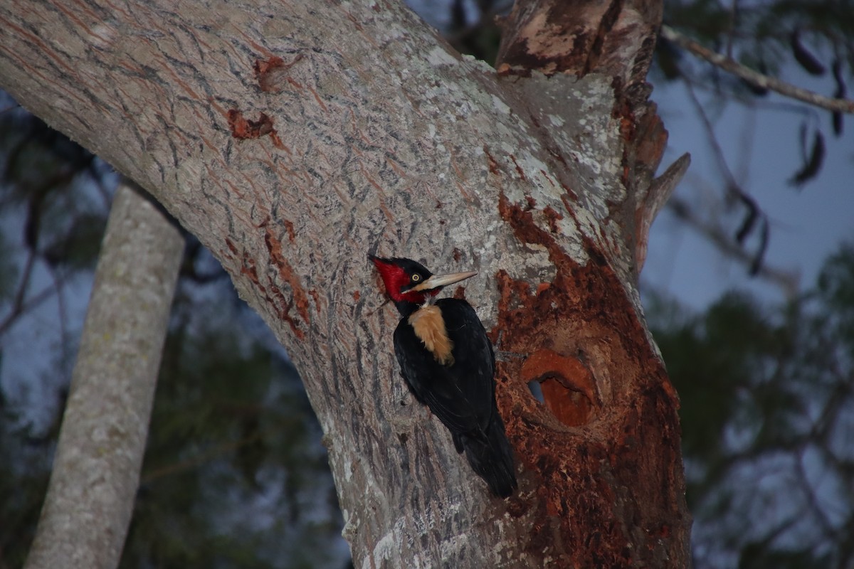 Cream-backed Woodpecker - ML658543320