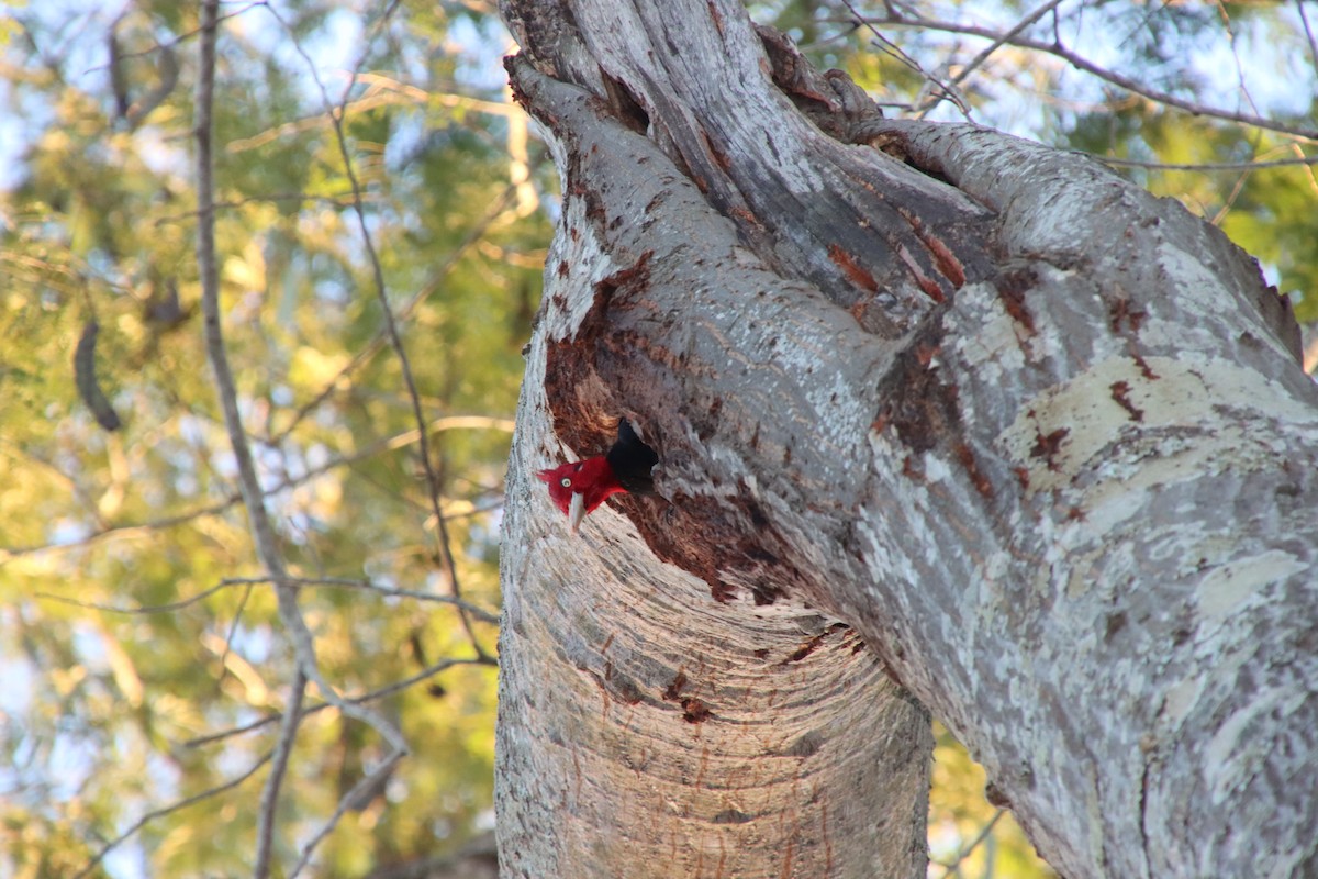 Cream-backed Woodpecker - ML658543321