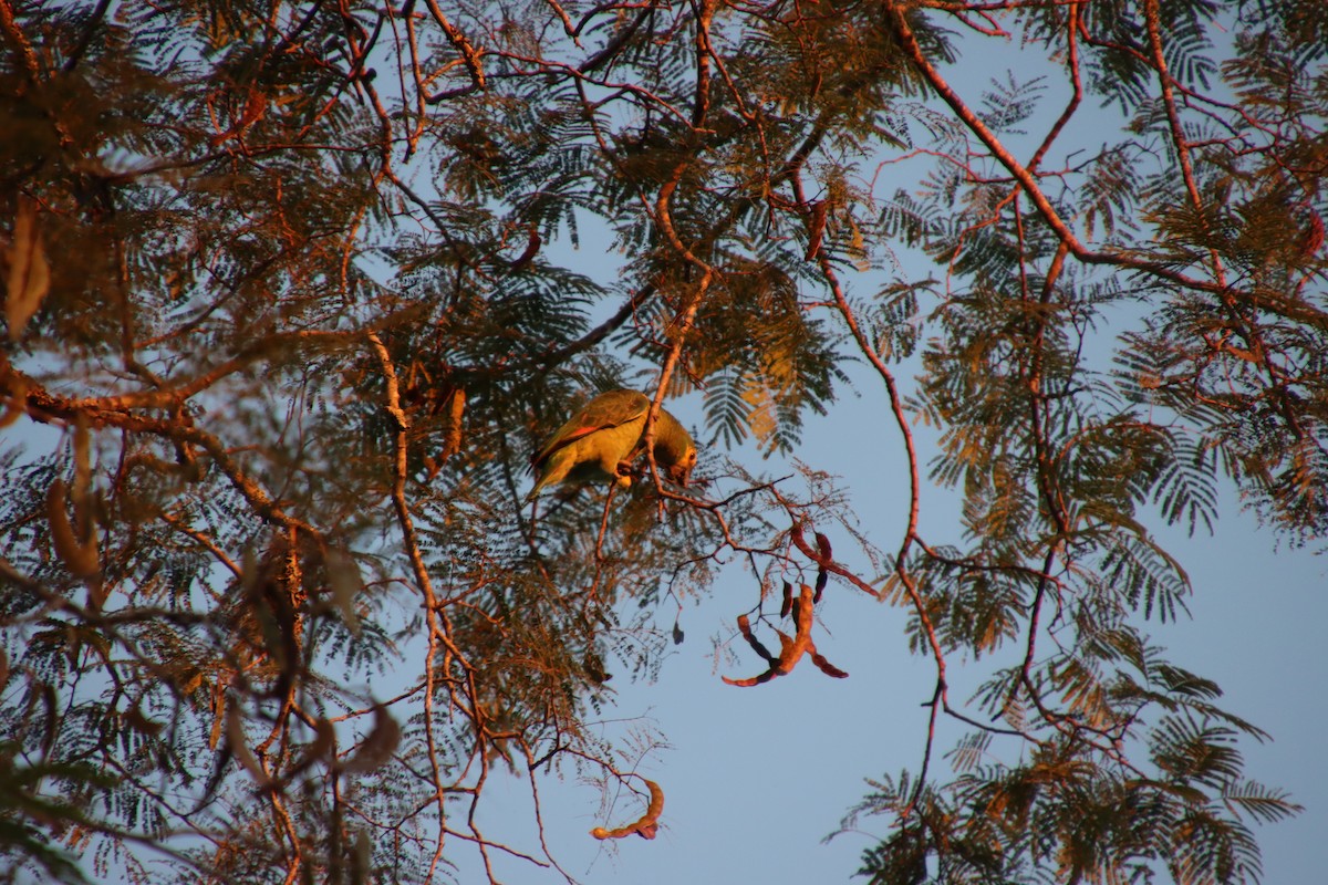 Turquoise-fronted Amazon - ML658543331