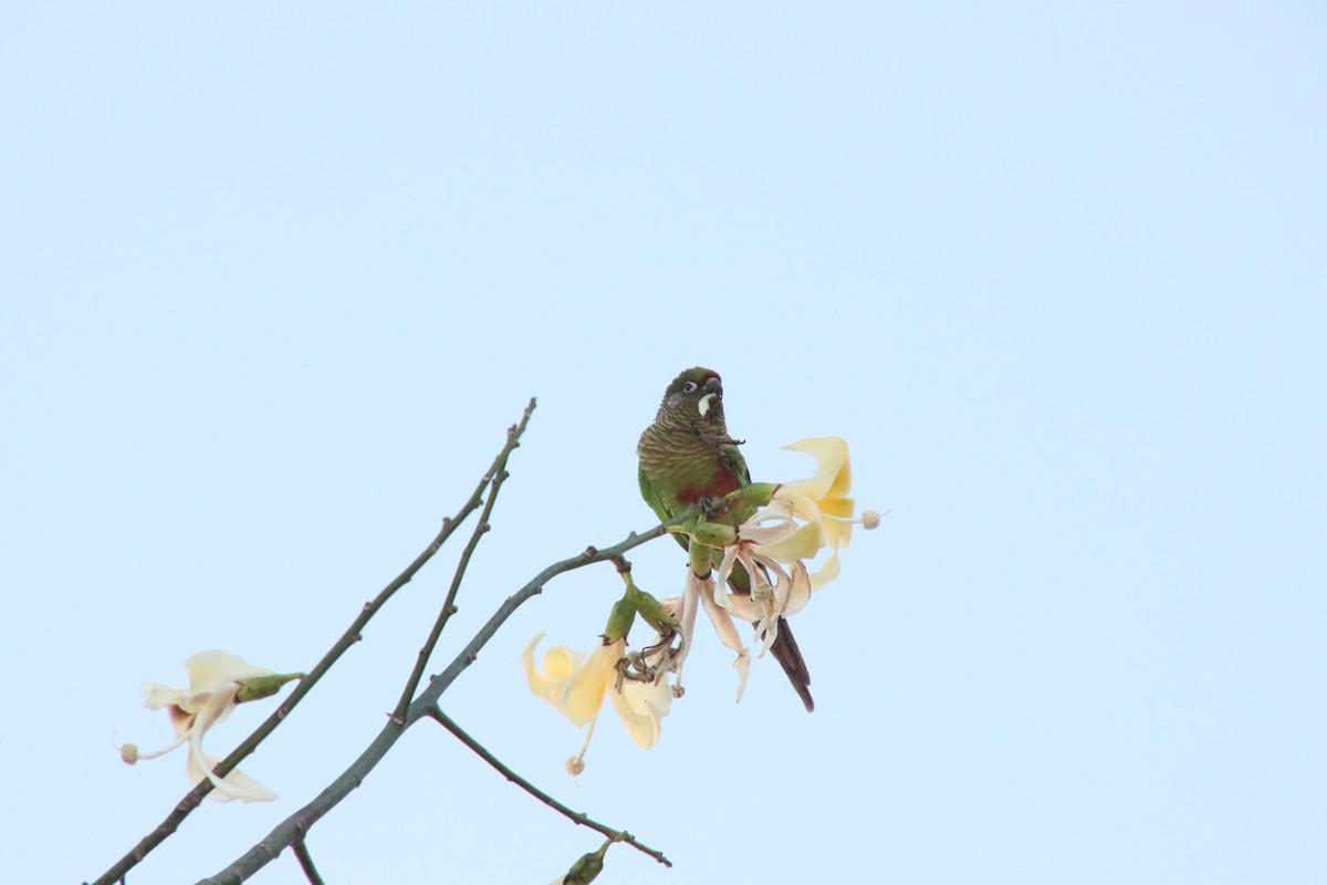 Maroon-bellied Parakeet - ML658543348