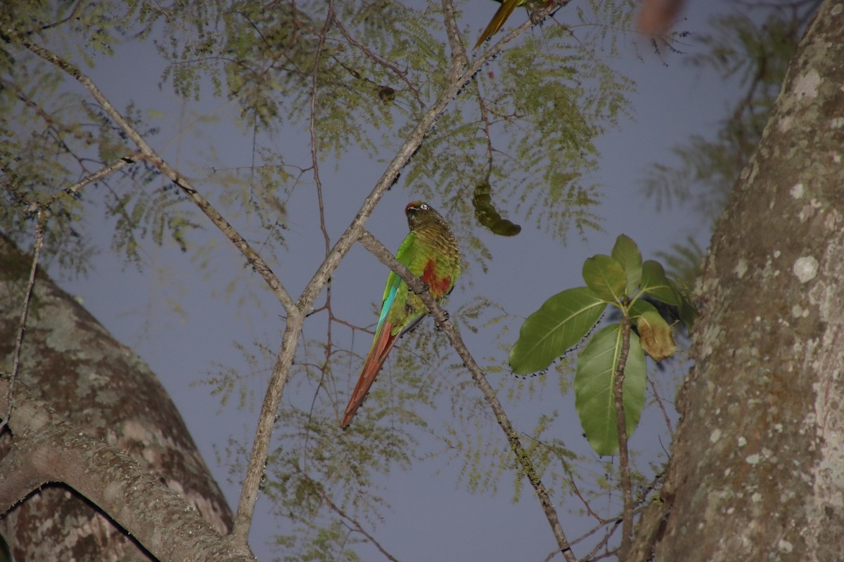 Maroon-bellied Parakeet - ML658543350