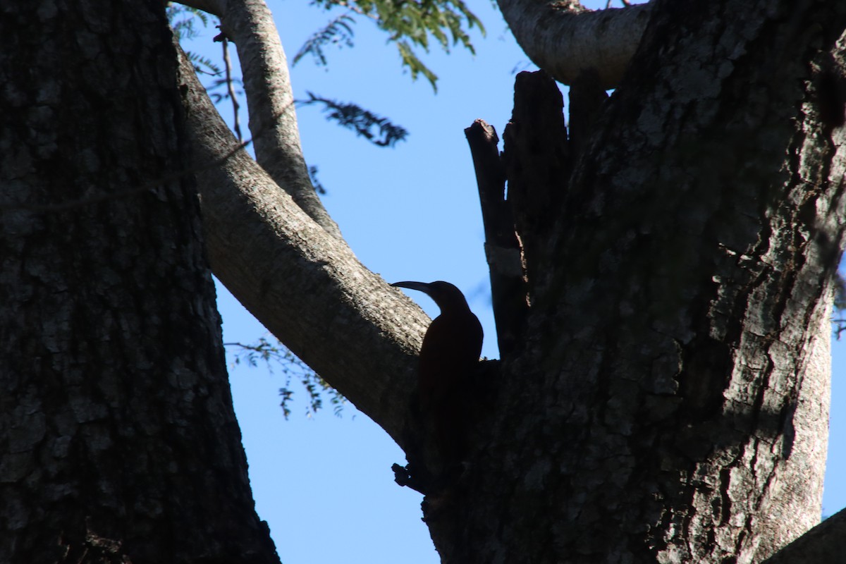 Great Rufous Woodcreeper - ML658543369