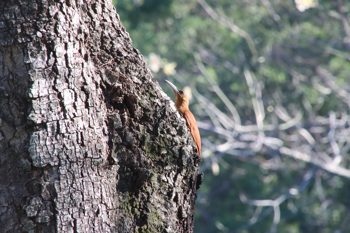 Great Rufous Woodcreeper - ML658543370